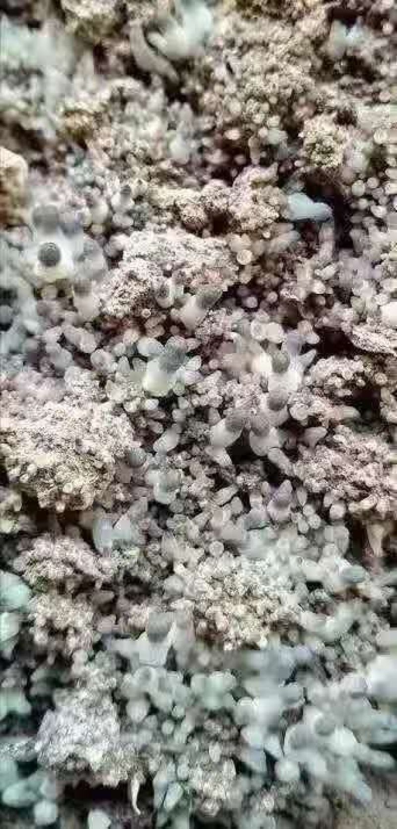 郅阳羊肚菌菌种！保证高质量出菇！优质的售后服务！