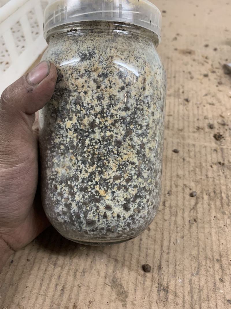 郅阳羊肚菌菌种！保证高质量出菇！优质的售后服务！