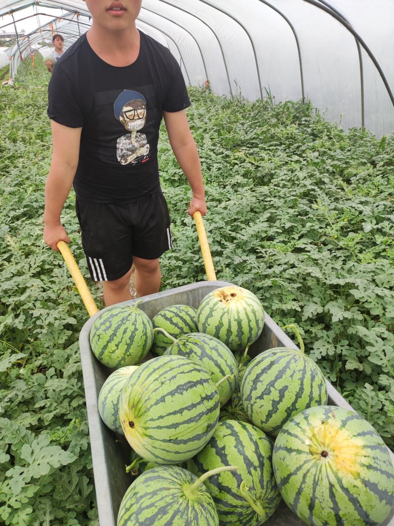 个人种植灌云东王集二茬瓜大量供应欢迎咨询