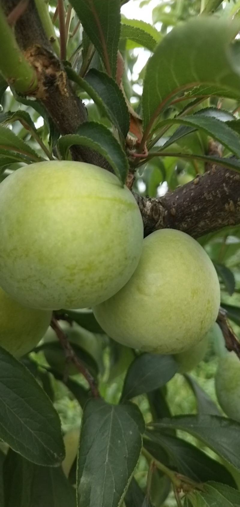 四川蜂糖李，一手货源，品质保证，价格美丽
