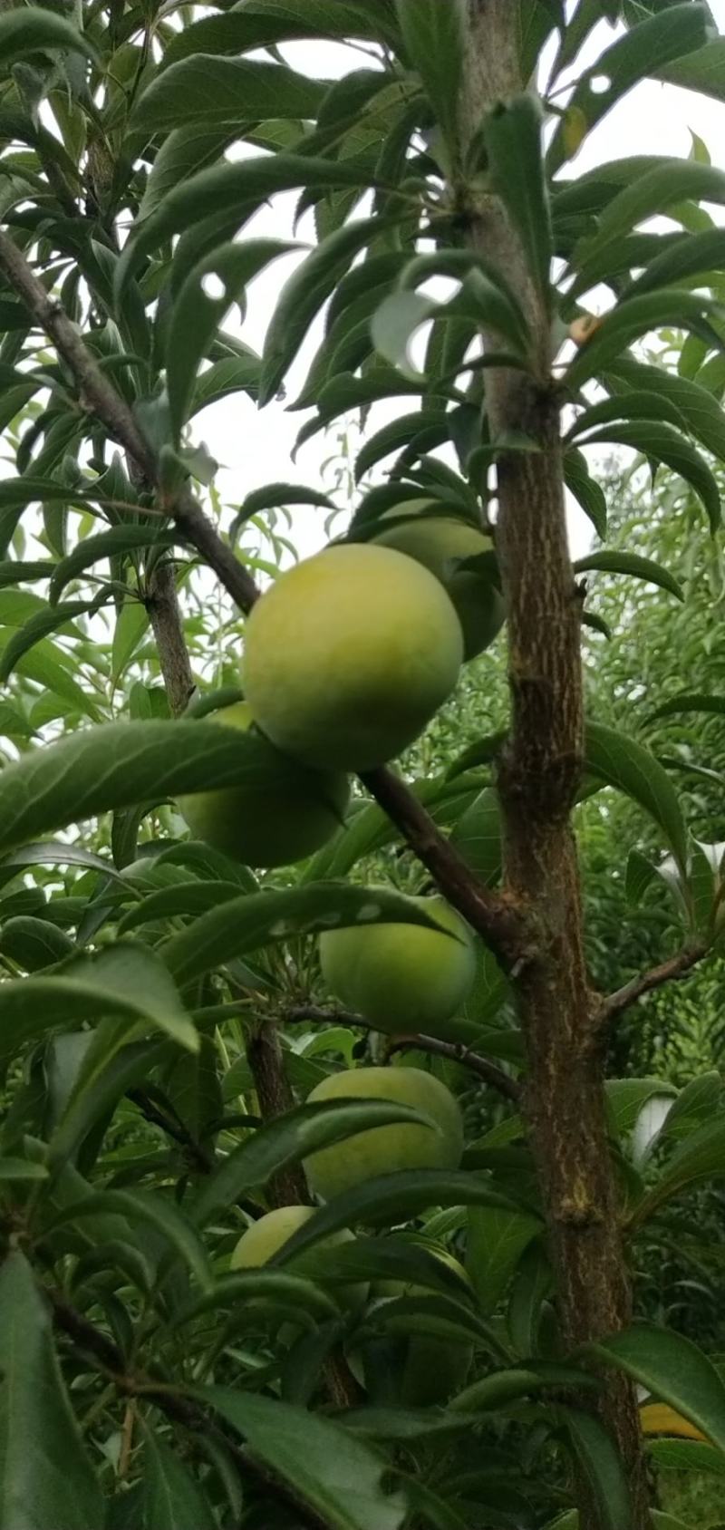 四川蜂糖李，一手货源，品质保证，价格美丽