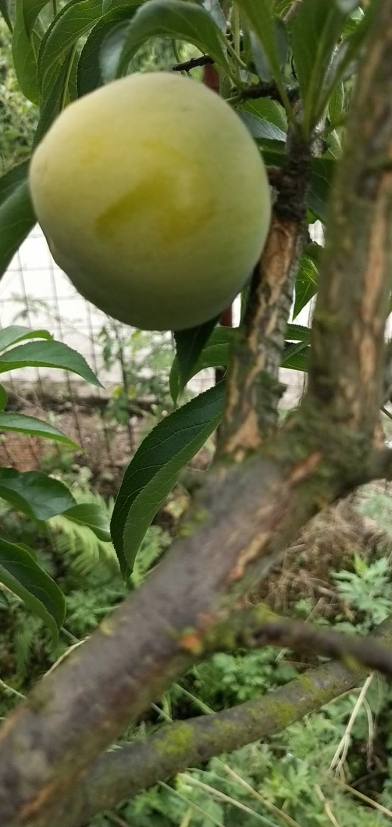 四川蜂糖李，一手货源，品质保证，价格美丽