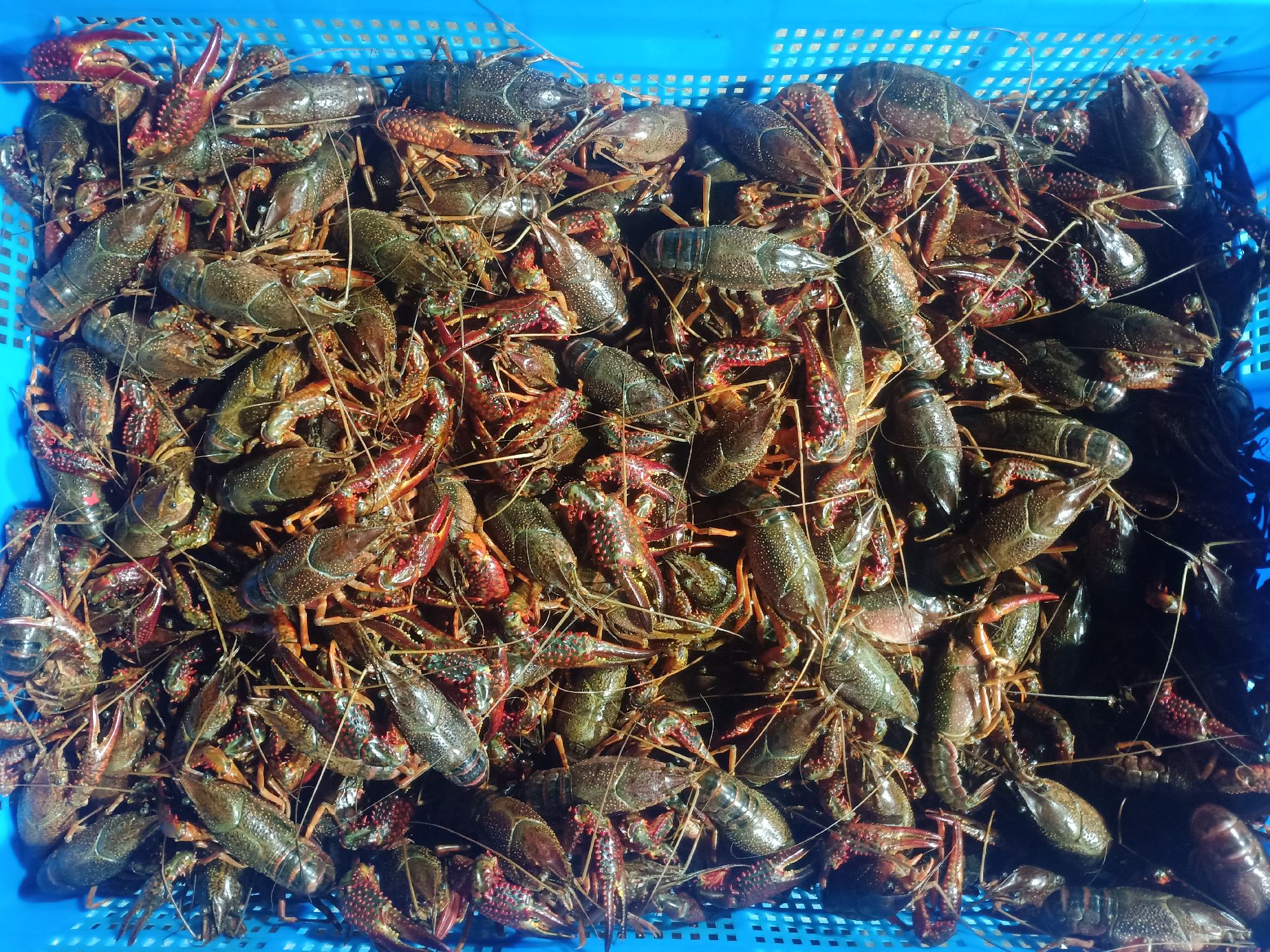 一个清晨的农贸市场摊位上,透明塑料筐内堆满鲜活的小龙虾,它们不断爬动,钳子交错,外壳呈青红色带有光泽,背景中有摊主正在称重,顾客围观挑选,旁边标牌写着‘今日新鲜到货 潜江生态龙虾’ 市场中售卖的鲜活小龙虾