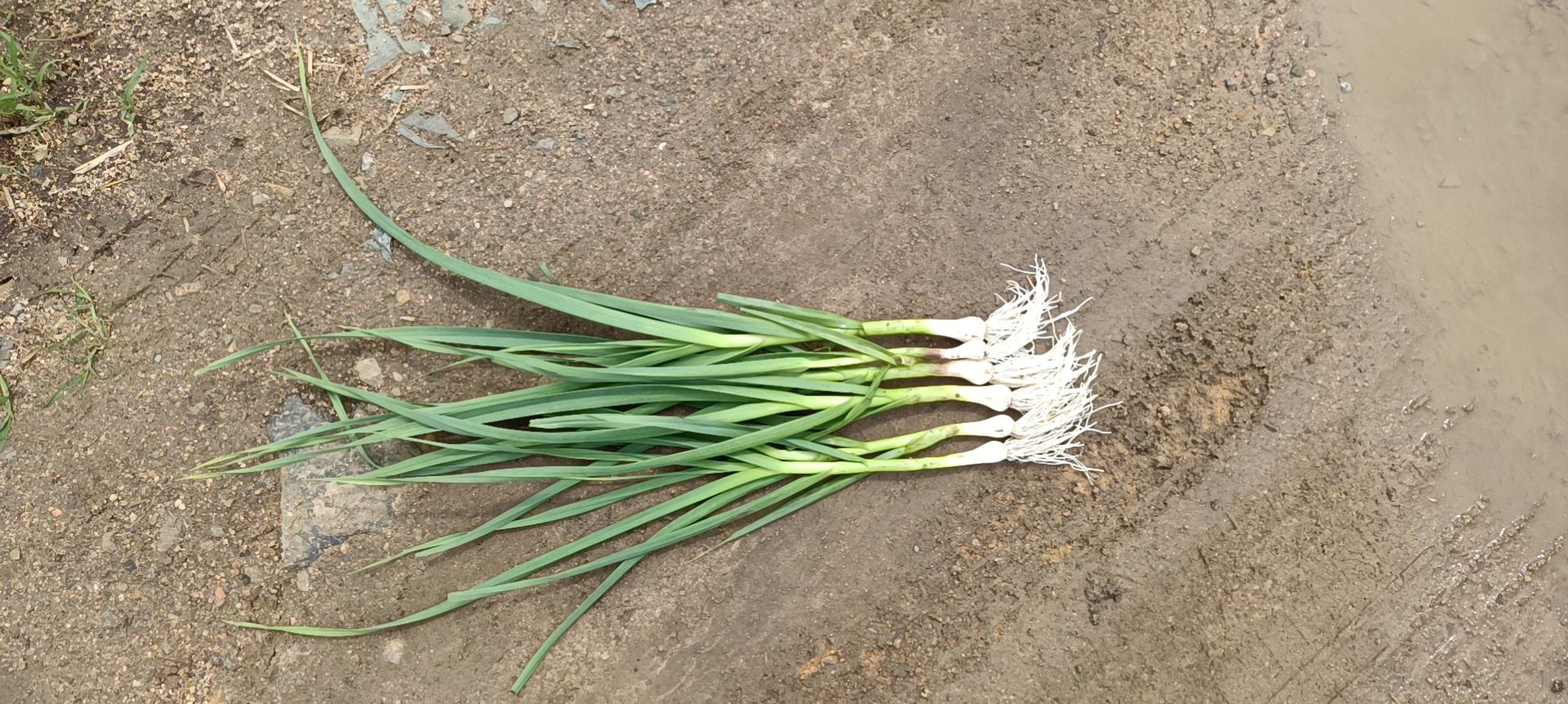 新鲜的蒜苗在阳光下泛着翠绿光泽,叶片挺拔,根部洁白 蒜苗特写