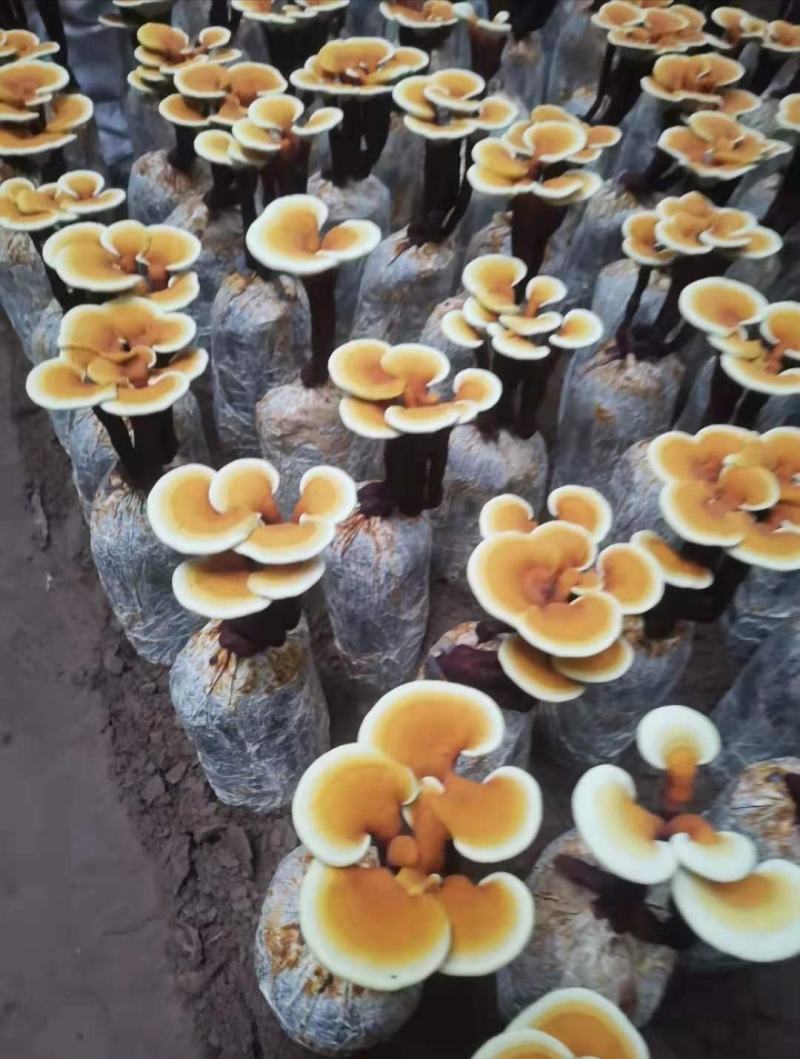 灵芝盆景花鲜货，自产自销可视频看货