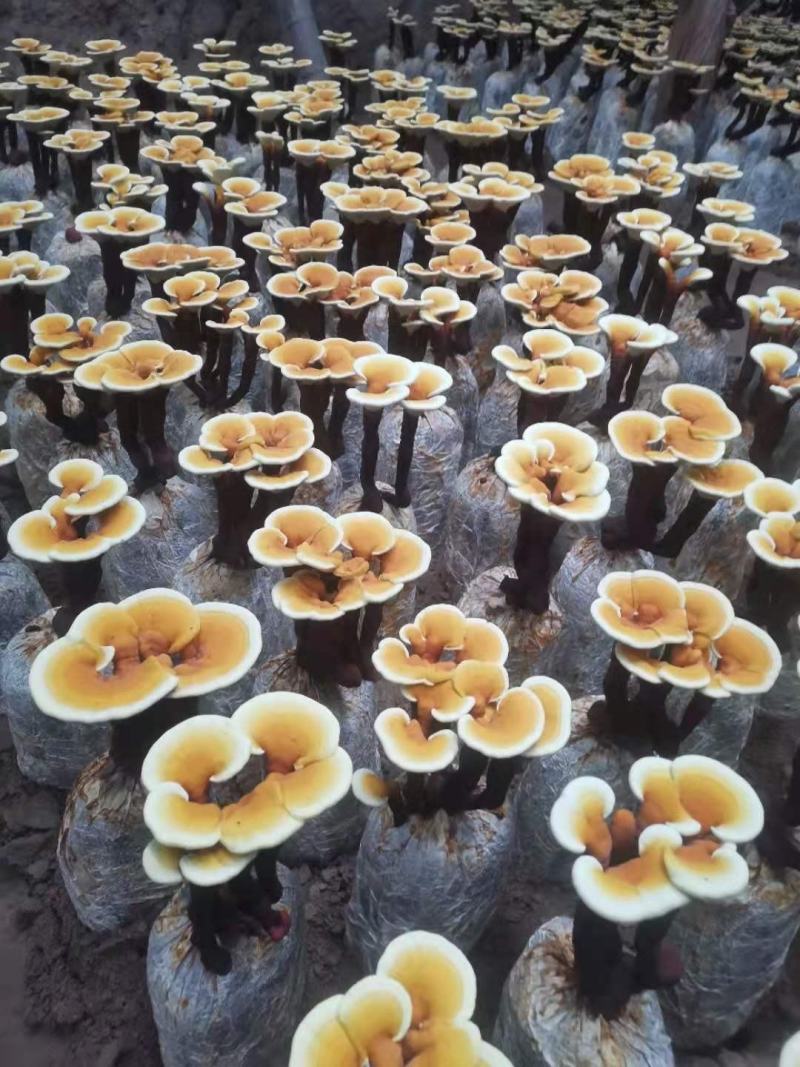 灵芝盆景花鲜货，自产自销可视频看货