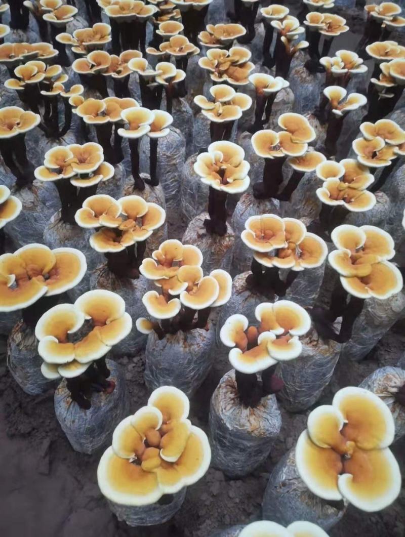 灵芝盆景花鲜货，自产自销可视频看货