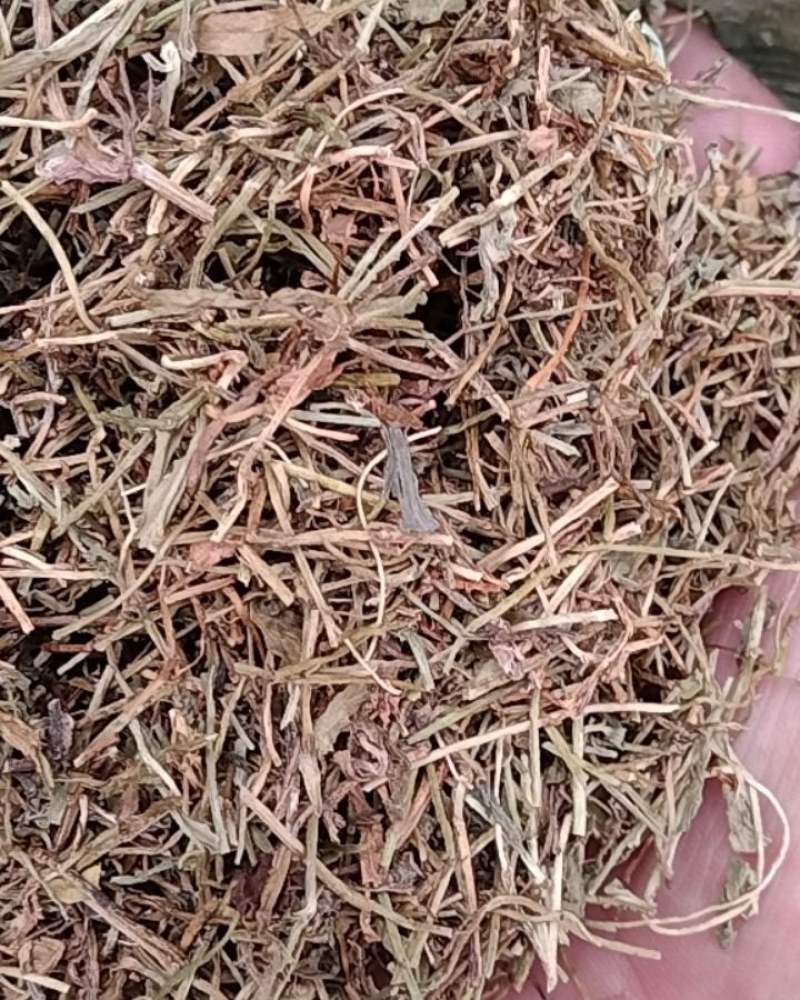 半边莲，常年批发供应农副产品，中草药半边莲，