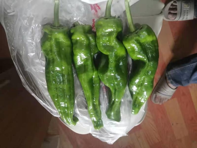 新苗精品泡椒大量供应产地一手货源全国代发