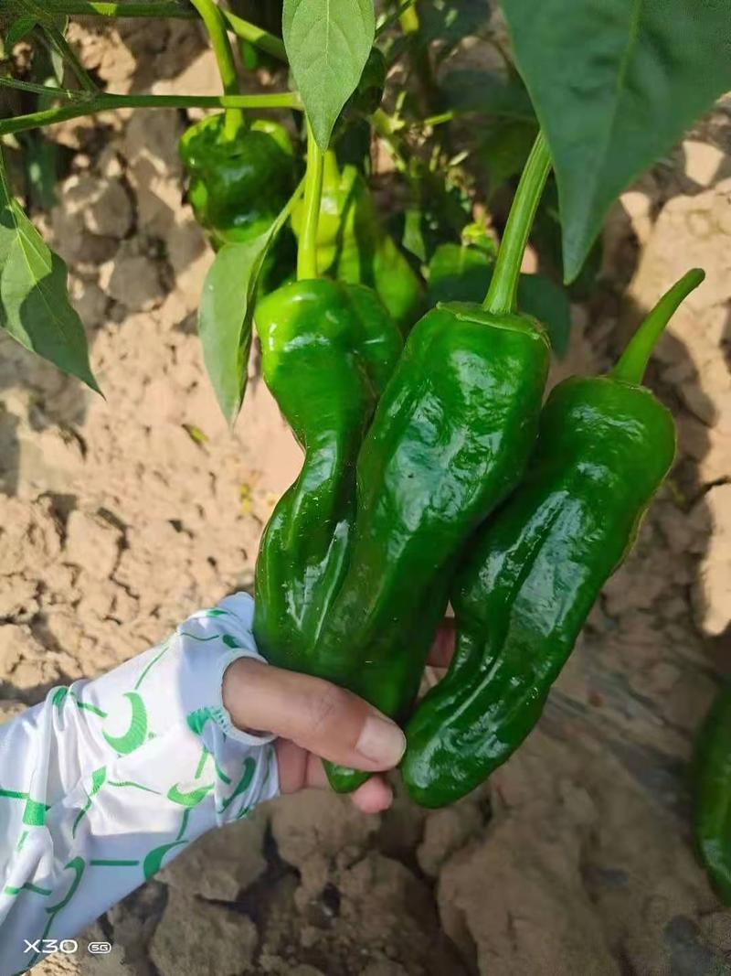 新苗精品泡椒大量供应产地一手货源全国代发