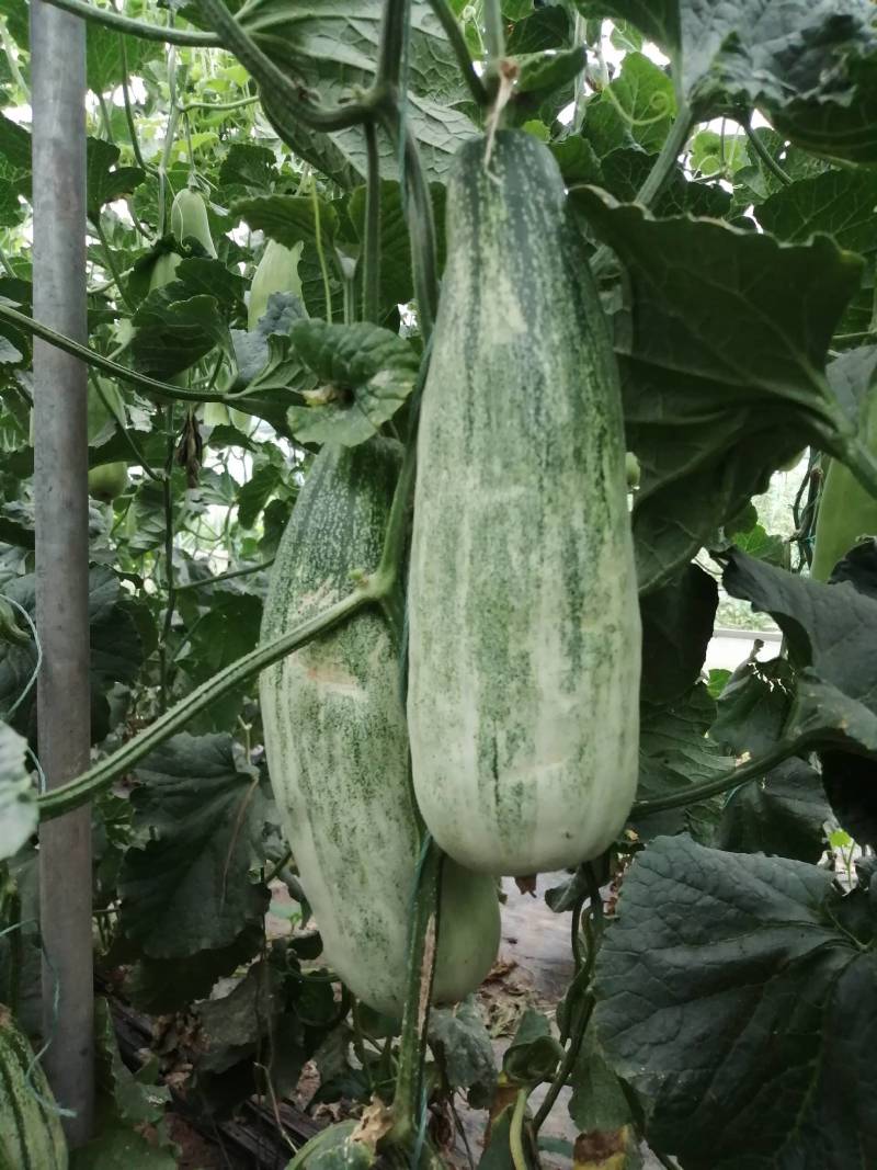 头茬羊角蜜