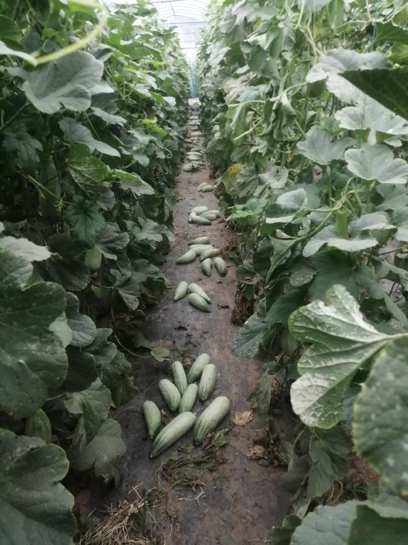 头茬羊角蜜