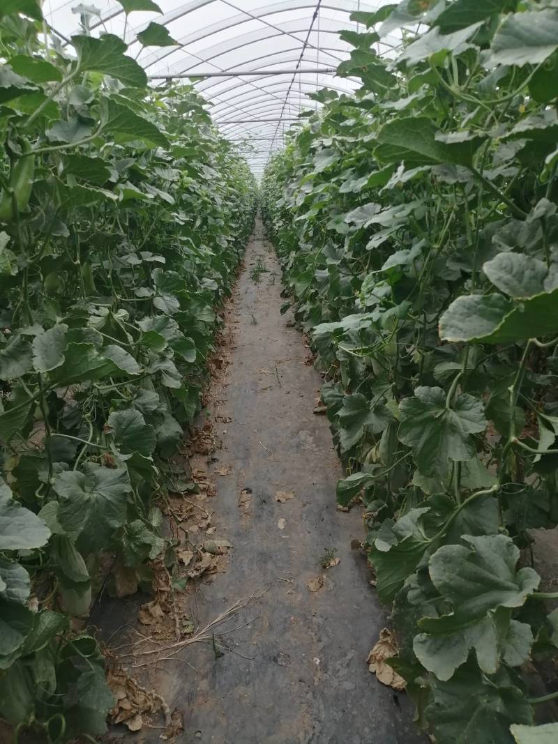 头茬羊角蜜