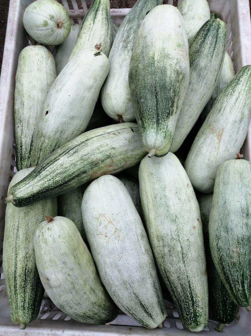 头茬羊角蜜
