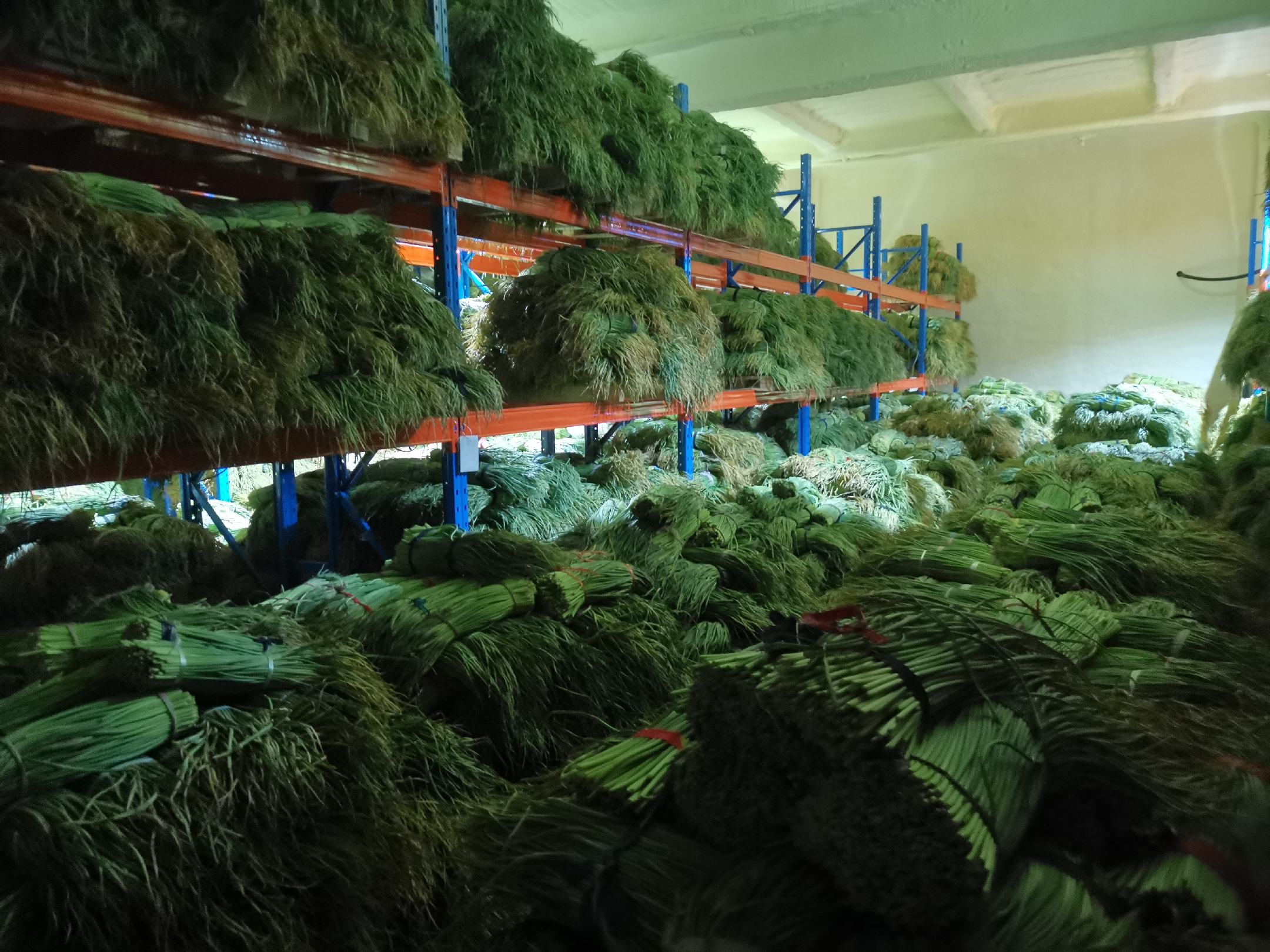 蒜薹分级包装现场