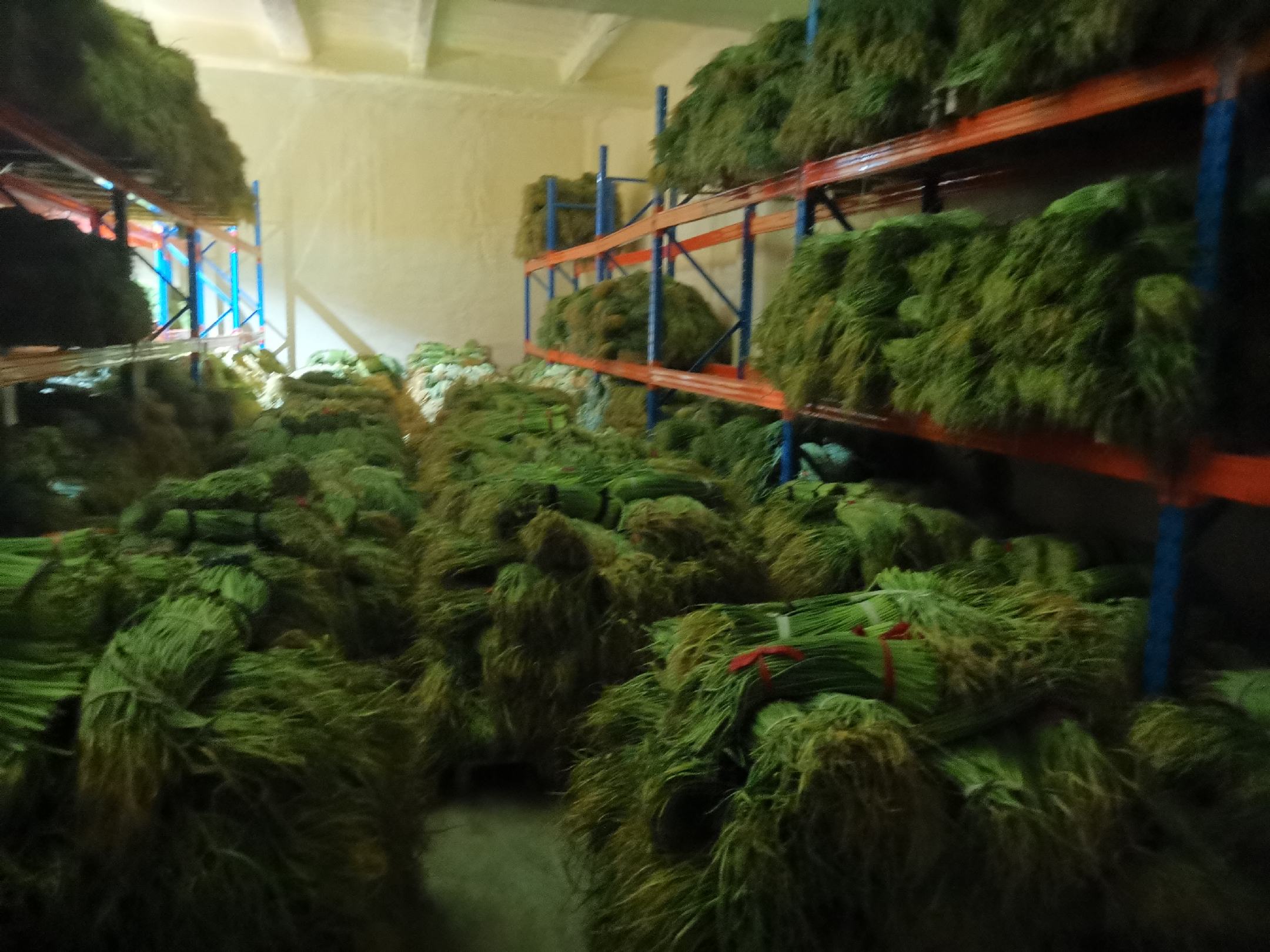 红菜苔在超市货架上的陈列