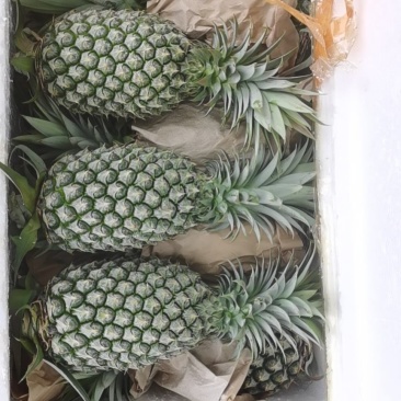 凤梨
