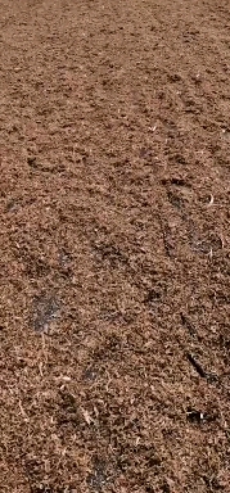 精品梅干菜