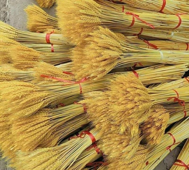批发批发批发天然金色麦穗干花开业大麦批发花束客厅田园装饰