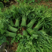 蔬菜