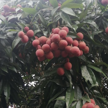 黑叶荔枝，禾荔同一价格大量上市