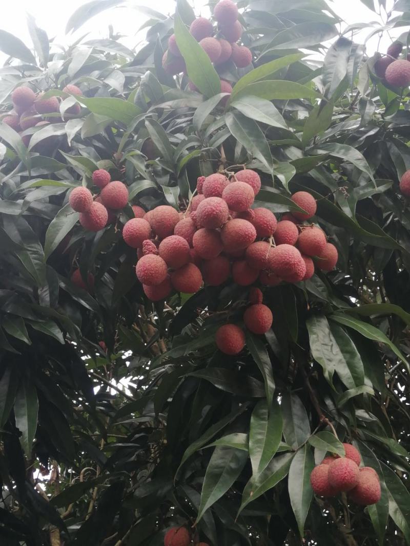 黑叶荔枝，禾荔同一价格大量上市