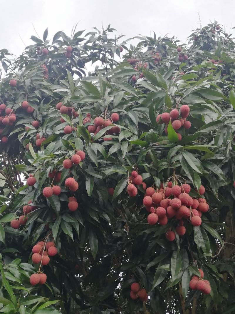 黑叶荔枝，禾荔同一价格大量上市