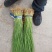 【店长推荐】精品香蒲苗园林绿化，水生植物，香蒲苗