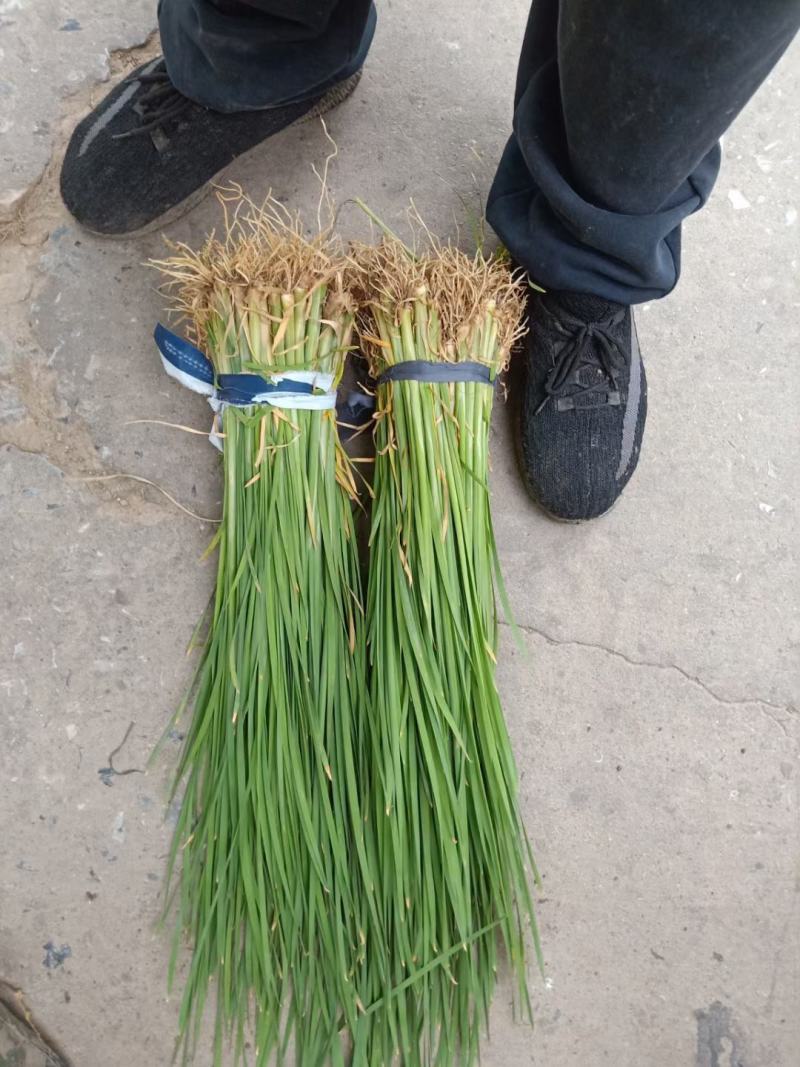 【店长推荐】精品香蒲苗园林绿化，水生植物，香蒲苗