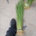 【店长推荐】精品香蒲苗园林绿化，水生植物，香蒲苗