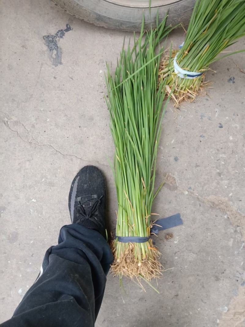 【店长推荐】精品香蒲苗园林绿化，水生植物，香蒲苗