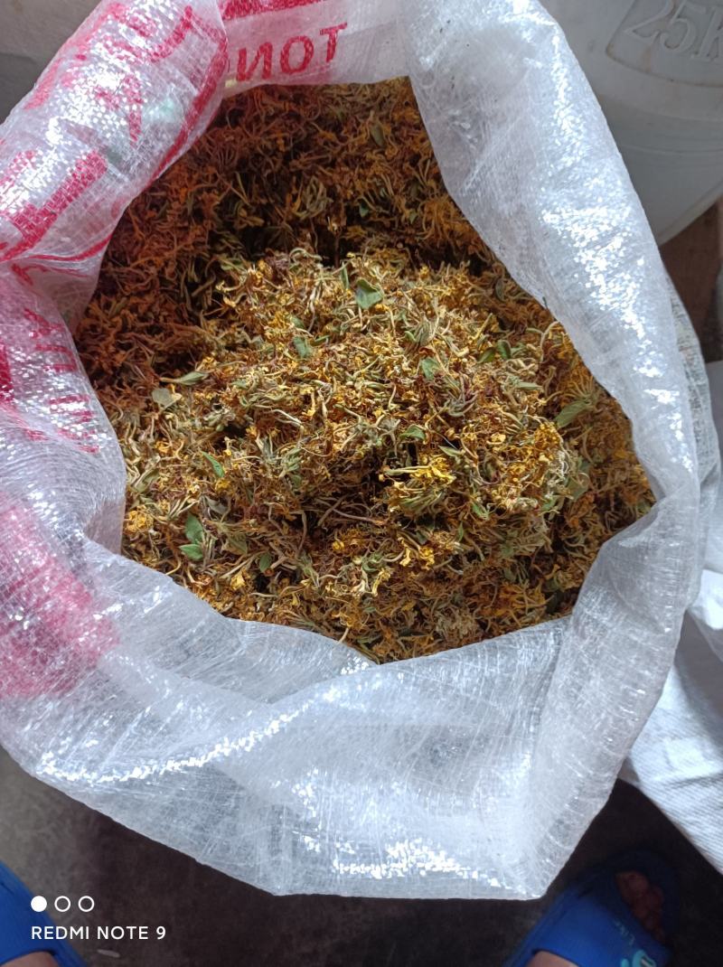 （热销）贵州金银花