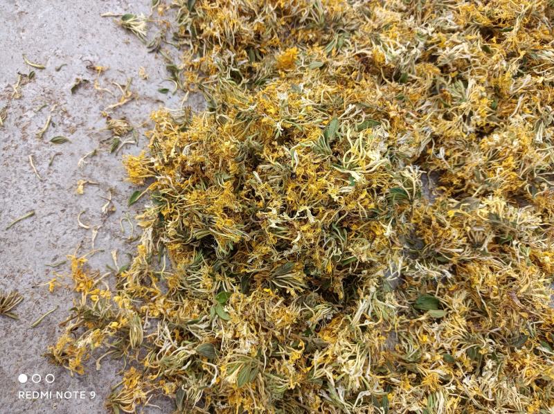 （热销）贵州金银花