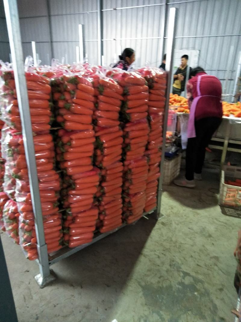 胡萝卜水洗精品中条国内出口
