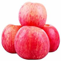 红富士苹果当季节水果脆甜多汁香甜美味爽口