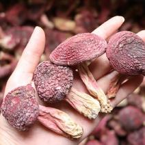 广州人福建野生特大红菇蘑菇农家特产3.5cm一件代发批发