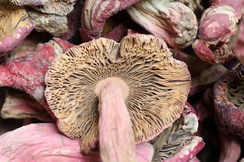广州人福建野生特大红菇蘑菇农家特产3.5cm一件代发批发