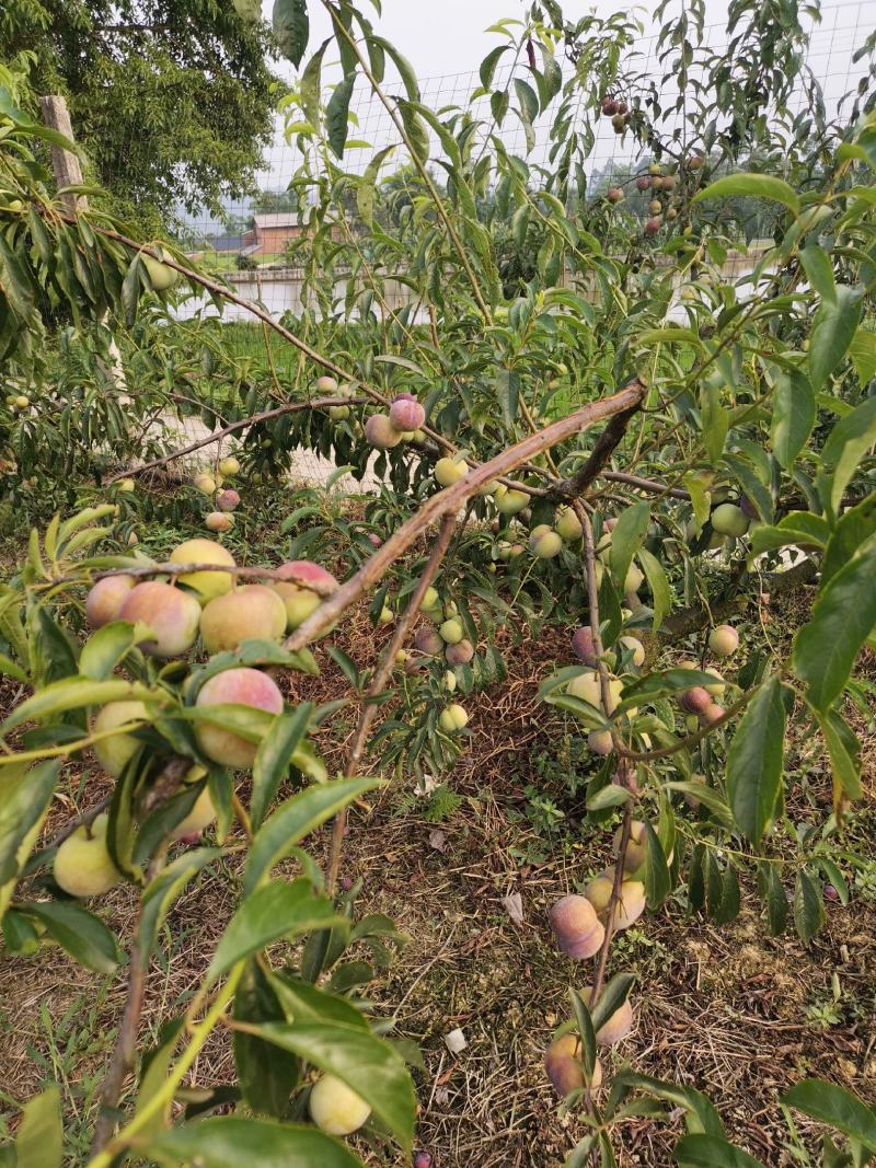 半边红，脱核，甜，好吃，半边红，脱核，甜，好吃，，，，，