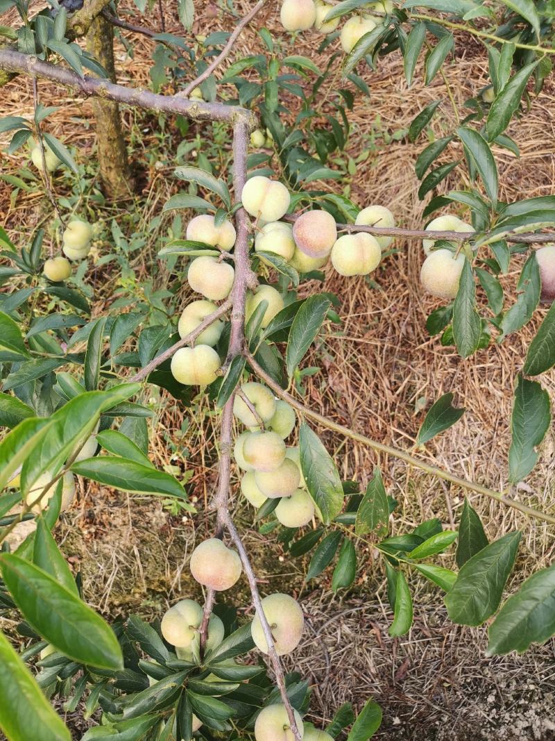 半边红，脱核，甜，好吃，半边红，脱核，甜，好吃，，，，，