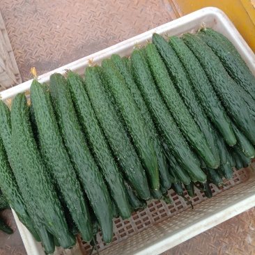 蔬菜刺黄瓜