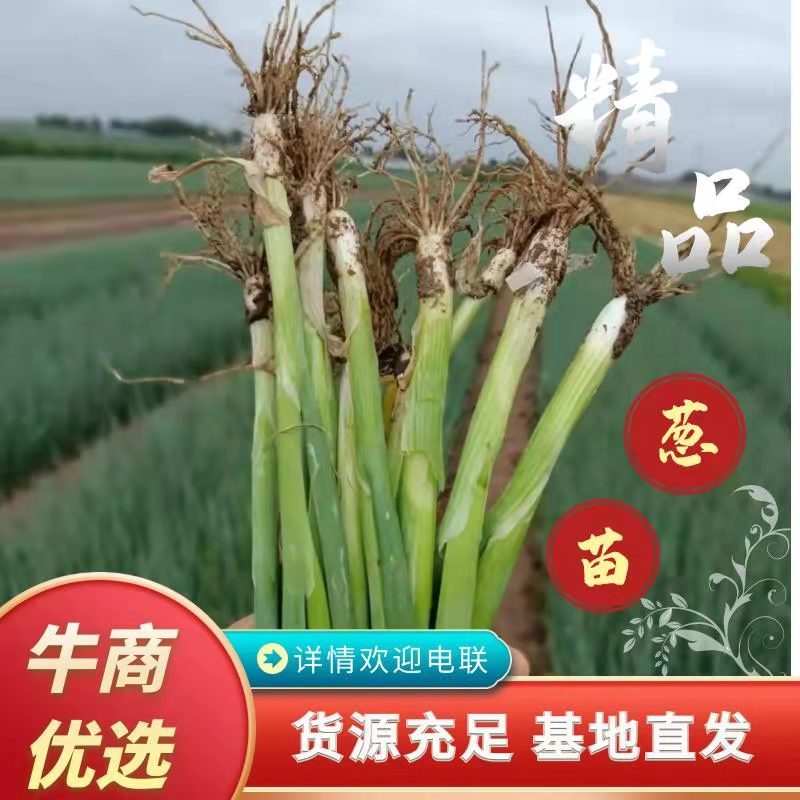 铁杆葱苗钢葱苗香葱苗，山东潍坊，大批现货，假一赔十