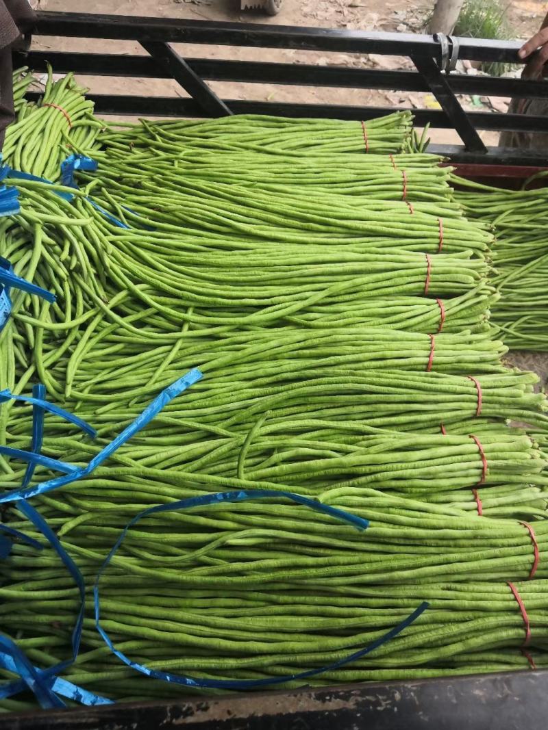 25年新鲜长豆角30万亩基地，产品优质，大量走货