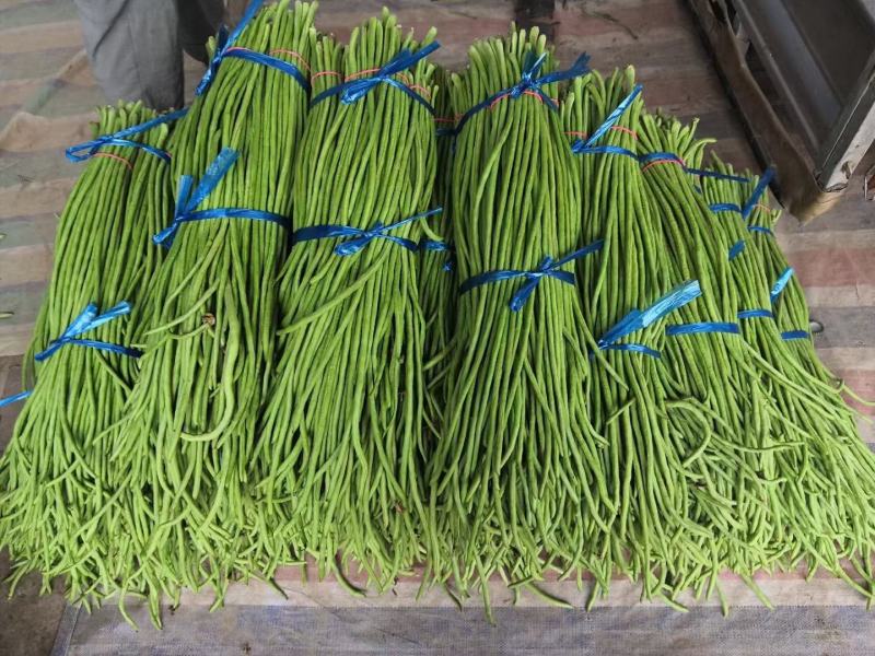 25年新鲜长豆角30万亩基地，产品优质，大量走货