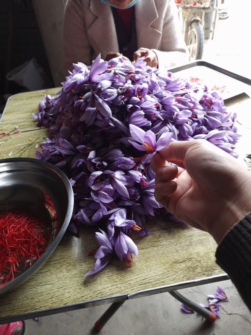 藏红花球藏红花种球效益高易成活需要来电咨询