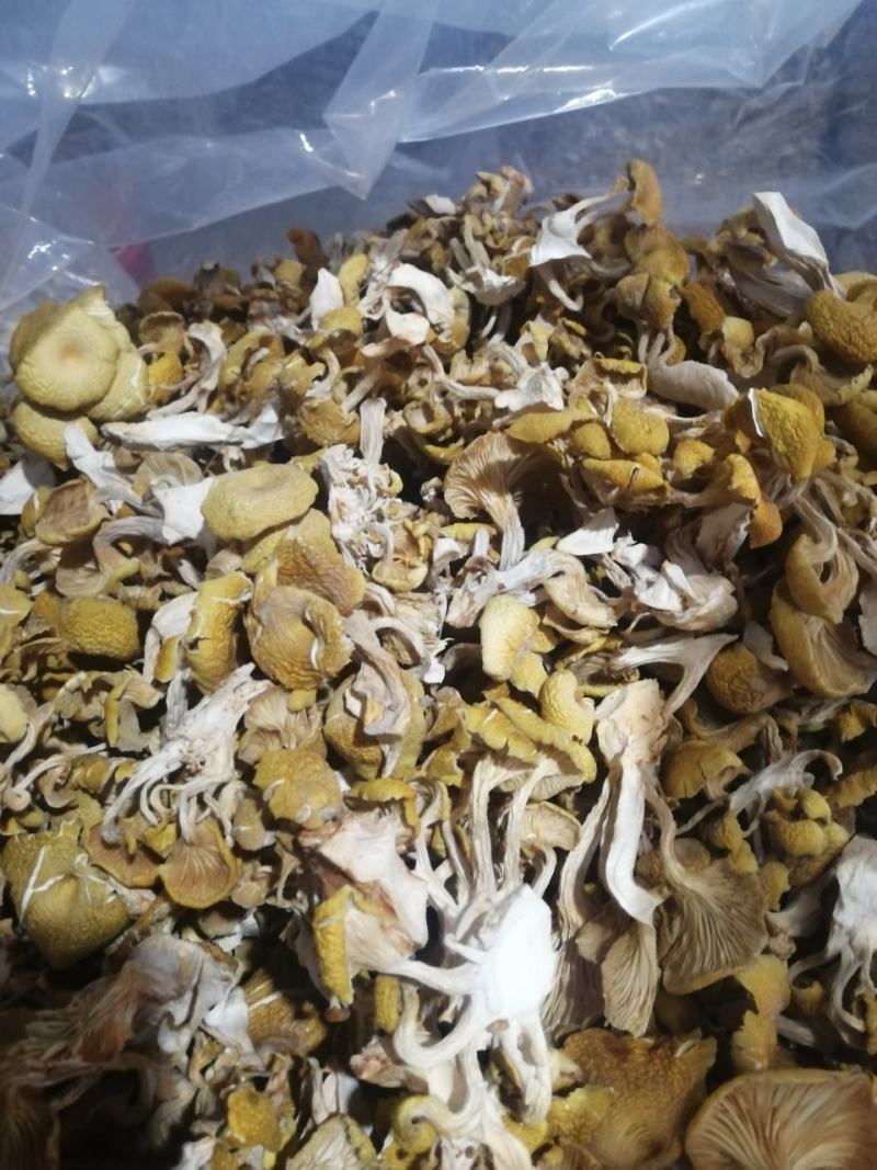产地直供榆黄蘑（黄金菇鸡油菌）烘干货