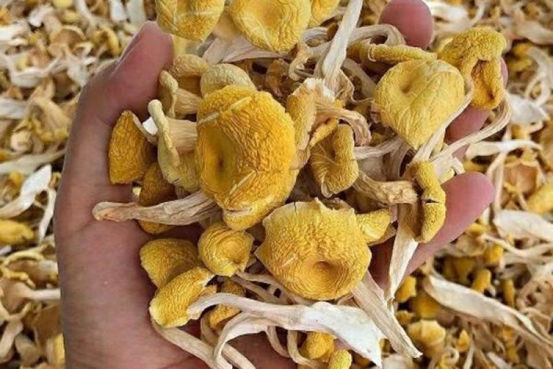 产地直供榆黄蘑（黄金菇鸡油菌）烘干货