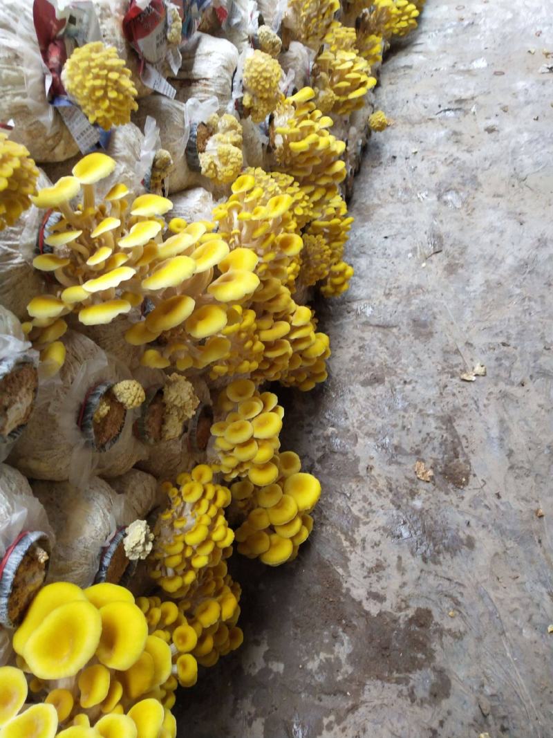 产地直供榆黄蘑（黄金菇鸡油菌）烘干货