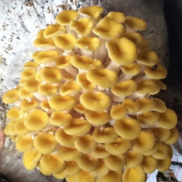 产地直供榆黄蘑（黄金菇鸡油菌）烘干货