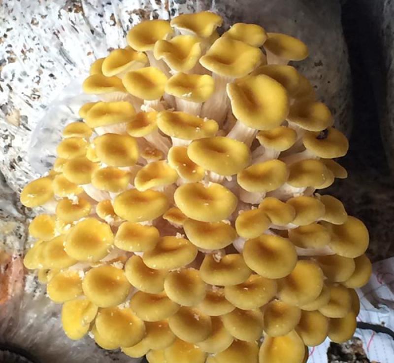 产地直供榆黄蘑（黄金菇鸡油菌）烘干货