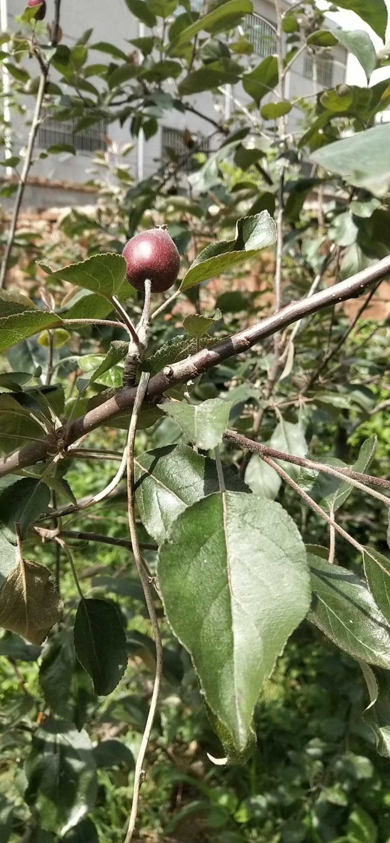 优质新品种苹果全新上市，现火热预定中。有红色之爱，绿帅等